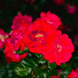 Meet your Posher, Maxine